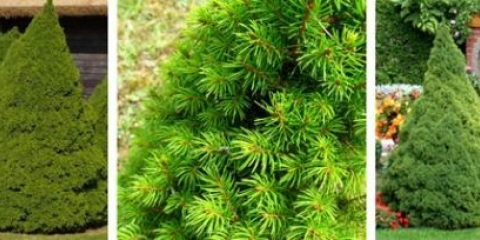 Smreka bijela kupa (glauconica)